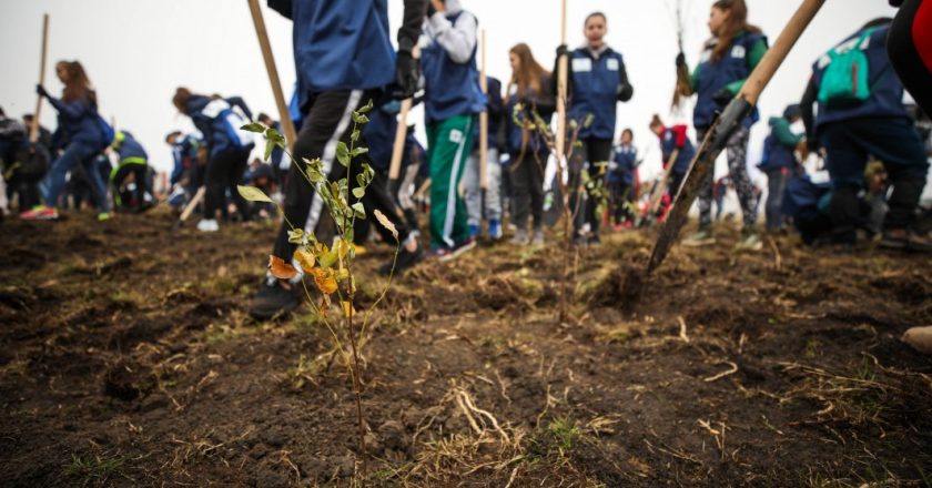 Campanie de împădurire în judeţul Galaţi