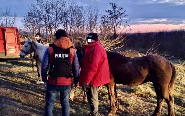 Închisoare de pana la 7 ani pentru cei care omoară animale